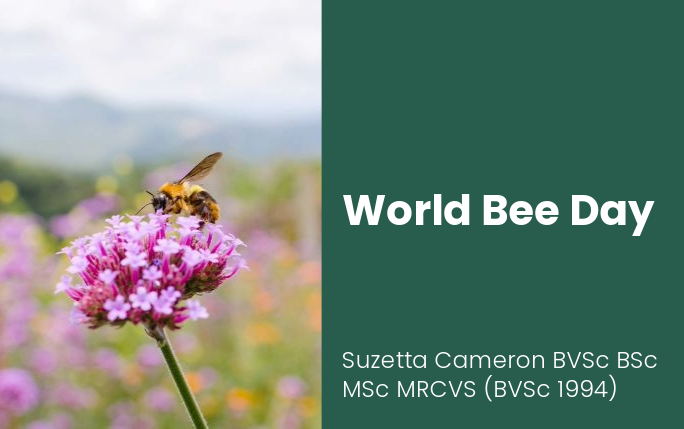 Bee on a flower with the words 'World Bee Day' next to it along with Suzetta Cameron BVSc BSc MSc MRCVS (BVSc 1994)