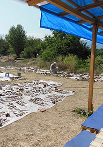 documenting faunal and ceramic finds, Pistiros, Bulgaria (2013)