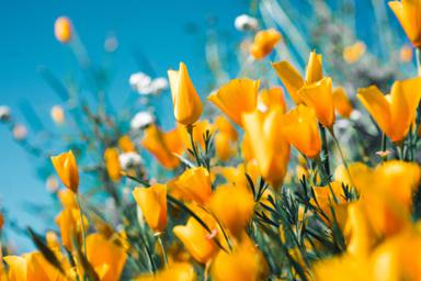 Yellow flowers