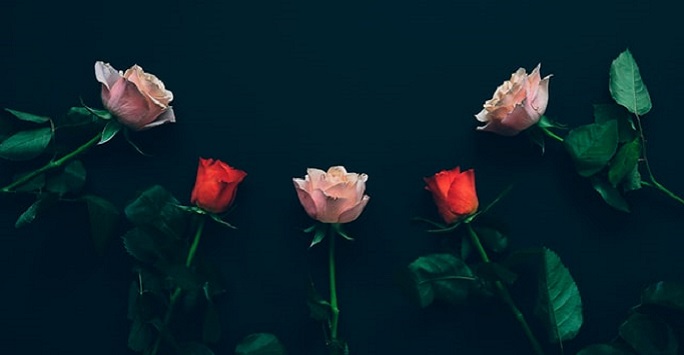 various colour rose stems on a black background