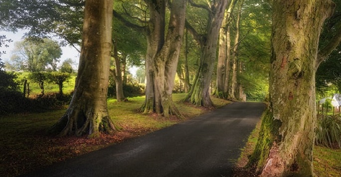 forest scene