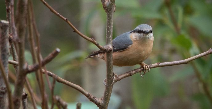 Nuthatch sat in tree