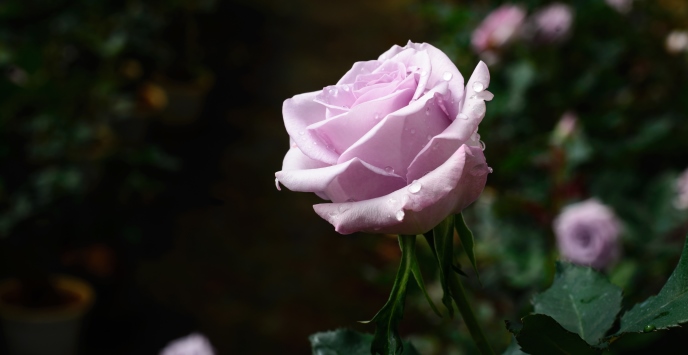 Pink petals of a rose across green leaves