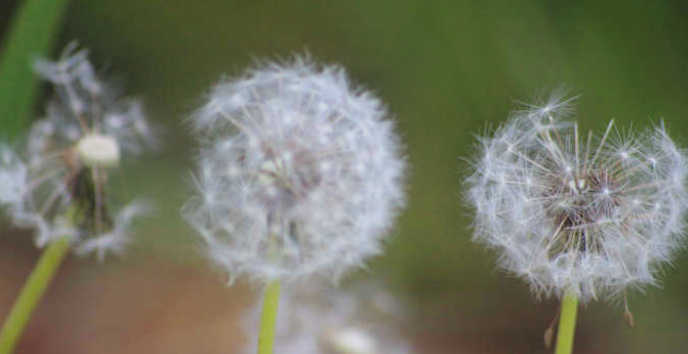 Ness Gardens dandelions in seed/dandelion clocks