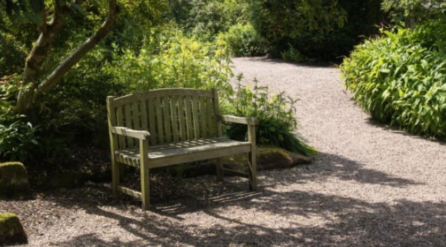 Wooden bench in front of green plants