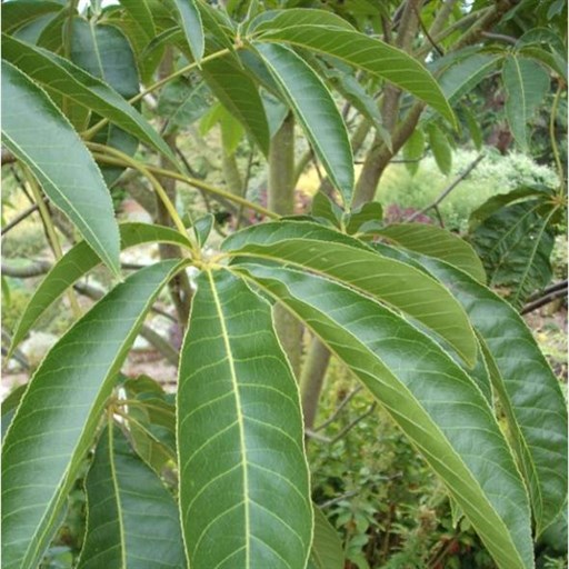 Aesculus wangii_512x512