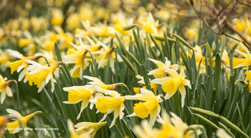 Yellow trumpets Sara K Bishop 08032017_512x282