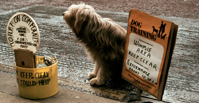 Did You Go? Plop Up Dog Poo Family Fun Day Proves Very Poop-ular