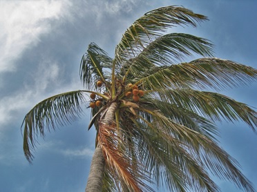 Palm Tree